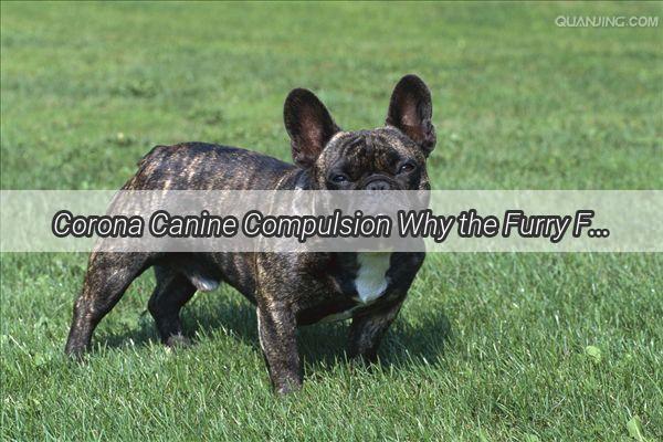 Corona Canine Compulsion Why the Furry Friend Keeps Zzzs Away from the Doghouse